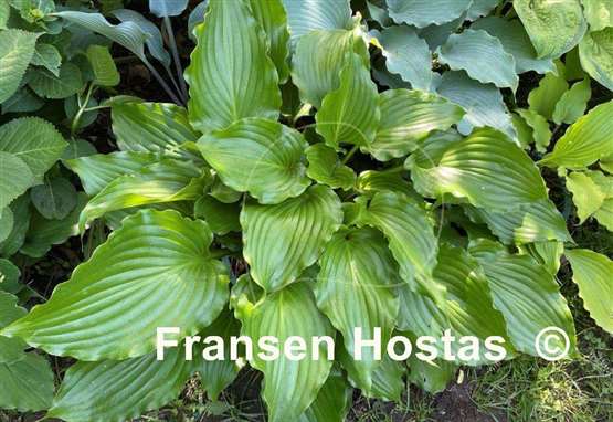 Hosta Glossy Ruffles